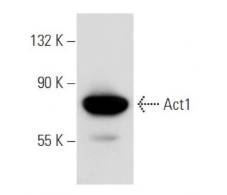 Act1 Antibody (WW-18) - Western Blotting - Image 51842 