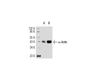 α-Actin Antibody (1A4) - Western Blotting - Image 9527