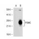 ACTH Antibody (2F6) - Western Blotting - Image 39395