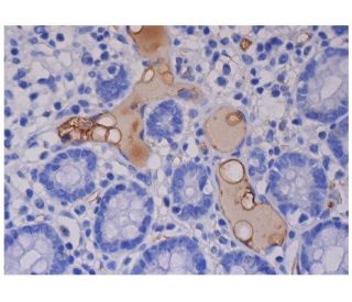 ACTH Antibody (B427) - Immunohistochemistry - Image 287086 