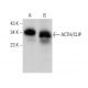 ACTH/CLIP Antibody (G-11) - Western Blotting - Image 378775 