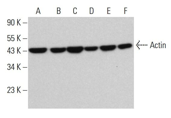 Actin Antibody 2Q1055 SCBT Santa Cruz Biotechnology