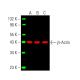 western blotting image from recommended beta Actin (C4) monoclonal antibody replacement. Image 388047