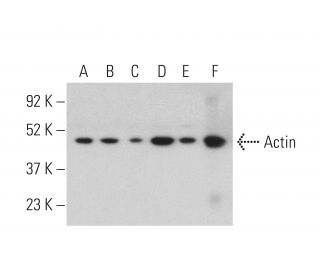 Actin Antibody C 2 SCBT Santa Cruz Biotechnology