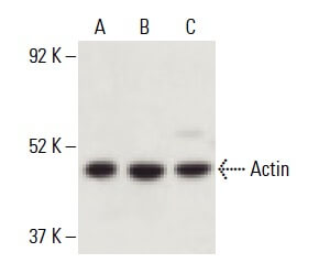 Actin Antibody C 2 SCBT Santa Cruz Biotechnology