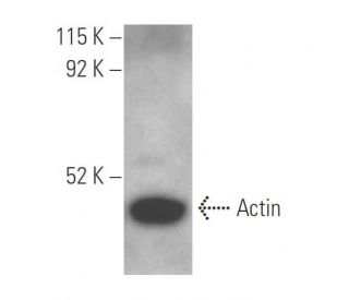 Actin Antibody (C-2)