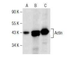 Actin Antibody (H-6) | SCBT - Santa Cruz Biotechnology
