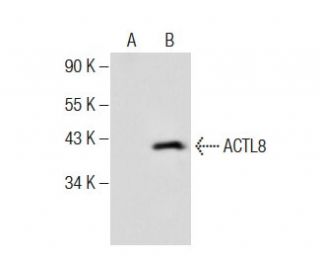 ACTL8 Antibody (A-4) - Western Blotting - Image 283869 