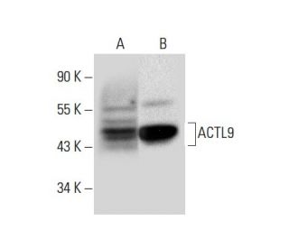 ACTL9 Antibody (G-1): sc-365987