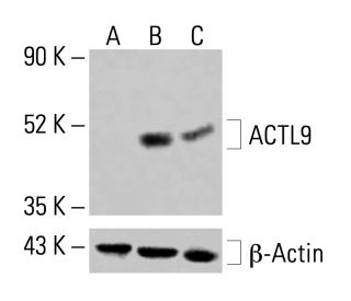 ACTL9 Antibody (G-1) - Western Blotting - Image 414425 