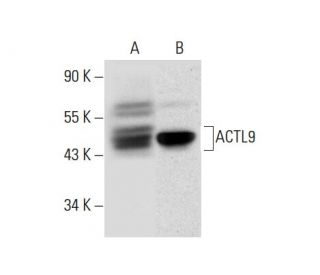 ACTL9 Antibody (H-3): sc-365721