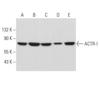 ACTR-I Antibody (C-5) - Western Blotting - Image 356917 