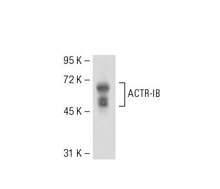 ACTR-IB Antibody (ALEX66) - Western Blotting - Image 52539