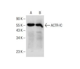 ACTR-IC Antibody (A-1) - Western Blotting - Image 151009 