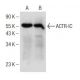 ACTR-IC Antibody (A-1) - Western Blotting - Image 151009 