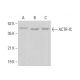 ACTR-IC Antibody (A-1) - Western Blotting - Image 376922
