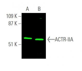 ACTR-IIA Antibody (D-9) - Western Blotting - Image 370686