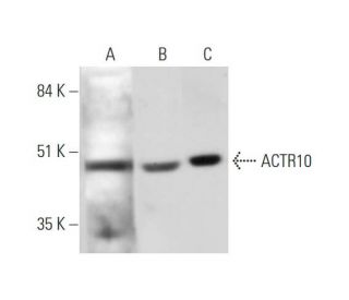 ACTR10 Antibody (E-6) - Western Blotting - Image 345910 