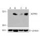ACTR10 Antibody (E-6) - Western Blotting - Image 415975 