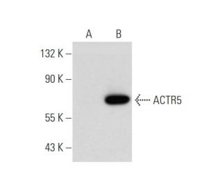 ACTR5 Antibody (D-10) - Western Blotting - Image 345964