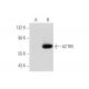 ACTR5 Antibody (D-10) - Western Blotting - Image 345964