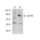 ACTR5 Antibody (E-8) - Western Blotting - Image 155291