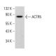 ACTR5 Antibody (E-8) - Western Blotting - Image 378470 