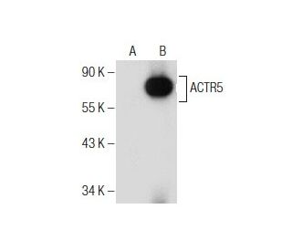 ACTR5 Antibody (F-12) - Western Blotting - Image 155331
