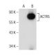 ACTR5 Antibody (F-12) - Western Blotting - Image 155331