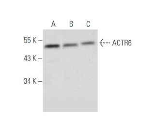 ACTR6 Antibody (G-8) - Western Blotting - Image 333669 
