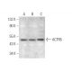 ACTR6 Antibody (G-8) - Western Blotting - Image 372413
