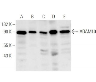 western blotting image from recommended ADAM10 (B-3) monoclonal antibody replacement. Image 9539