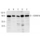 western blotting image from recommended ADAM10 (B-3) monoclonal antibody replacement. Image 9539