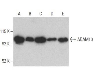 ADAM10 Antibody (A-3) - Western Blotting - Image 400059