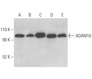 ADAM10 Antibody (B-3) - Western Blotting - Image 401013