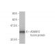 ADAM12 Antibody (1G3) - Western Blotting - Image 348890