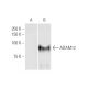 western blotting image from recommended ADAM12 (1G3) monoclonal antibody replacement. Image 347588
