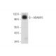 ADAM15 Antibody (A-10) - Western Blotting - Image 319383