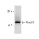 ADAM22 Antibody (C-2) - Western Blotting - Image 151760 