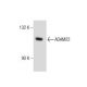 ADAM22 Antibody (C-2) - Western Blotting - Image 160620 