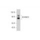 ADAM22 Antibody (F-3) - Western Blotting - Image 344724
