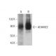 ADAM22 Antibody (F-3) - Western Blotting - Image 382315 