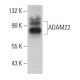 ADAM22 Antibody (F-3) - Western Blotting - Image 382316 