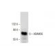 ADAM26 Antibody (G-10) - Western Blotting - Image 287620 