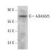 ADAM26 Antibody (G-10) - Western Blotting - Image 376151