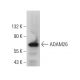 ADAM26 Antibody (G-10) - Western Blotting - Image 376155 