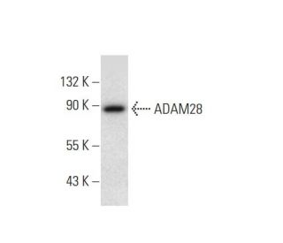 ADAM28 Antibody (A-5) - Western Blotting - Image 299046