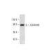 ADAM28 Antibody (A-5) - Western Blotting - Image 299046