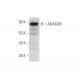 ADAM28 Antibody (H-4) - Western Blotting - Image 316265 