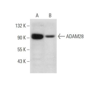 ADAM28 Antibody (H-4) - Western Blotting - Image 318069 